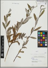 Foto von Salix alba L.